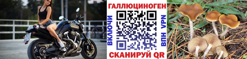 купить  сайты  Оса  Галлюциногенные грибы мицелий 